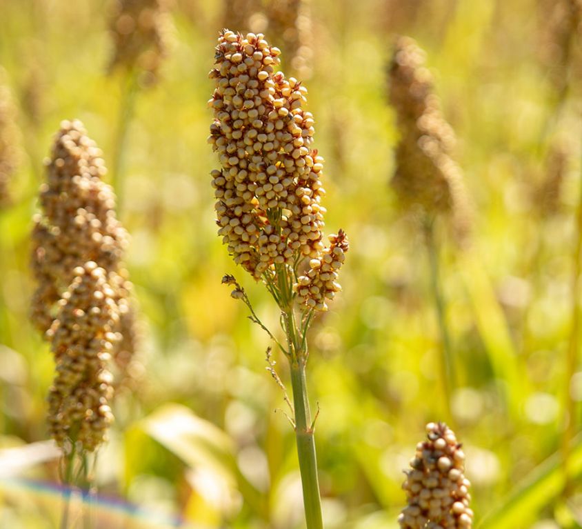 share244-taking-action-banner